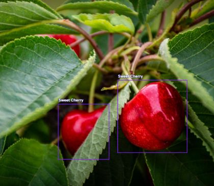Image annotation example showing two sweet cherries on a branch with green leaves, each labeled with bounding boxes as "sweet cherry